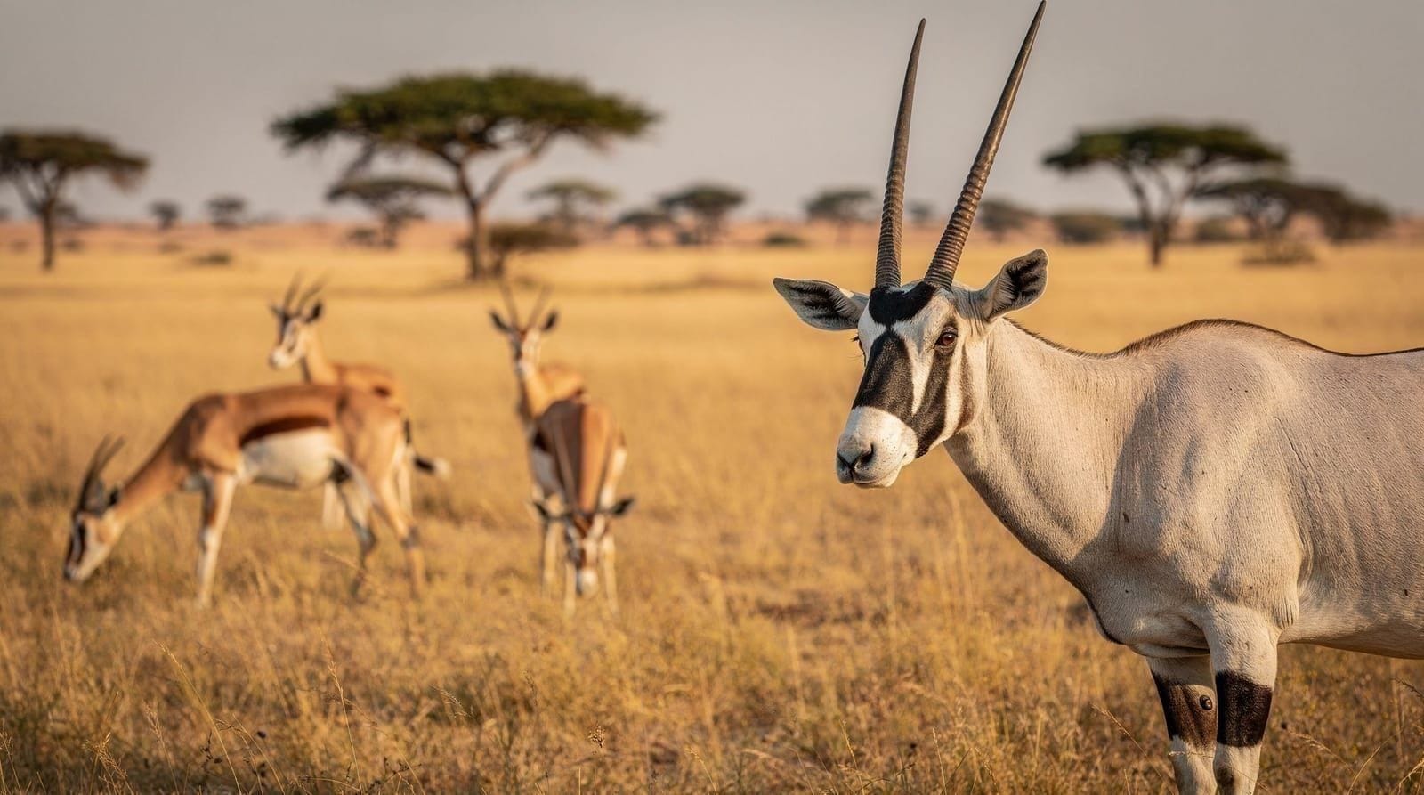 Sir Bani Yas Island wildlife guide — safaris, beaches and how to get there
